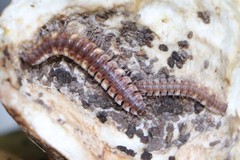 Polydesmus complanatus illyricus