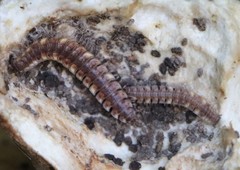 Polydesmus complanatus illyricus