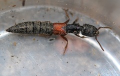 Gauropterus fulgidus