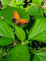 Polygonia interrogationis