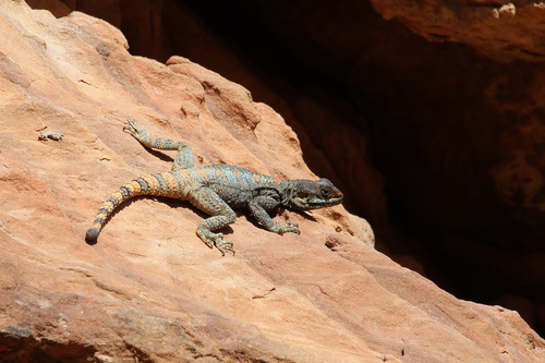 Egyptian Rock Agama