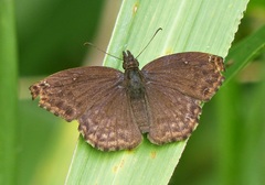 Anisochoria sublimbata