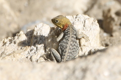 Himalayan Agama photo 3
