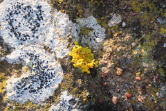 Dufourea