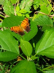 Polygonia interrogationis