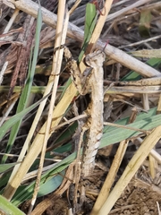 Geomantis larvoides