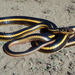 Striped Racer - Photo (c) jqrichmond, some rights reserved (CC BY-NC), uploaded by jqrichmond