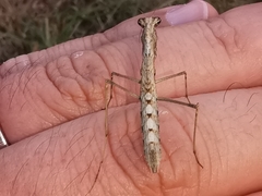 Geomantis larvoides