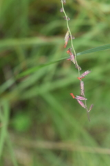 Bouteloua curtipendula