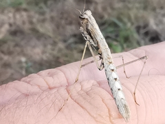 Geomantis larvoides