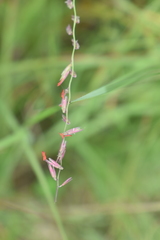 Bouteloua curtipendula