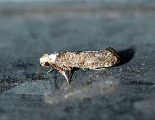 Paraswammerdamia albicapitella (Scharfenberg, 1805)