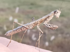 Geomantis larvoides