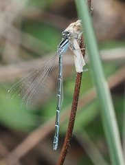 Enallagma durum