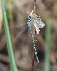 Enallagma durum