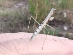 Geomantis larvoides