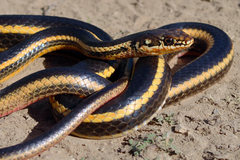 Masticophis lateralis euryxanthus