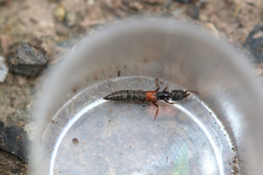 Gauropterus fulgidus