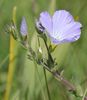 Linum hirsutum - Photo (c) Norbert Sauberer, some rights reserved (CC BY-NC), uploaded by Norbert Sauberer