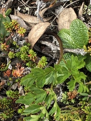Conioselinum chinense