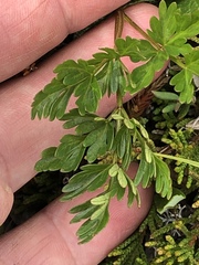 Conioselinum chinense