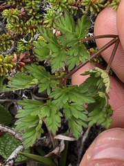 Conioselinum chinense