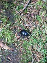 Anoplotrupes