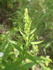 Solidago brendae