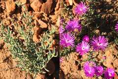 Lampranthus affinis
