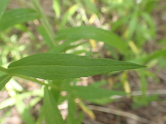 Solidago brendae