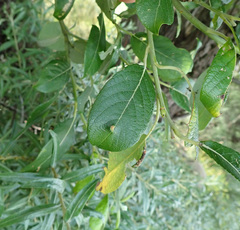 Euura pedunculi