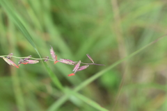 Bouteloua curtipendula