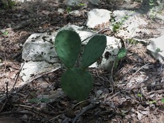 Opuntia leptocarpa