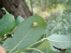 Euura pedunculi