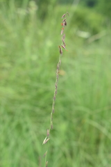 Bouteloua curtipendula
