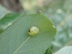 Euura pedunculi