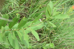 Asclepias syriaca