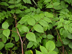 Rubus cockburnianus