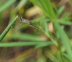 Enallagma durum
