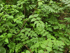 Rubus cockburnianus