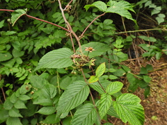 Rubus cockburnianus