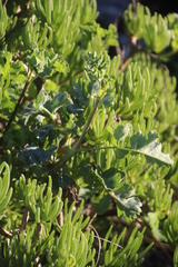 Pelargonium gibbosum