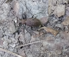 Apterodela unipunctata