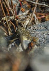 Laudakia tuberculata