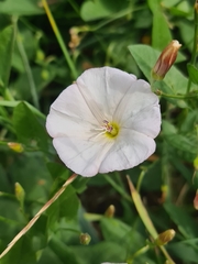 Convolvulus arvensis