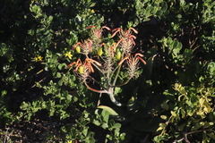 Aloe × schimperi