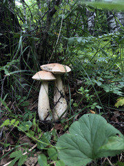 Boletus edulis