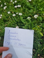 Convolvulus arvensis