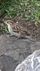 Passer domesticus