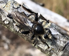 Laphria gibbosa